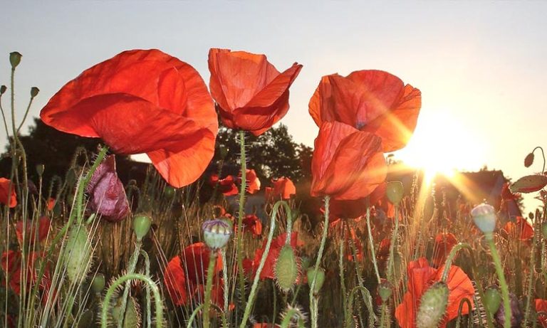 توقعات أحوال الطقس اليوم الإثنين