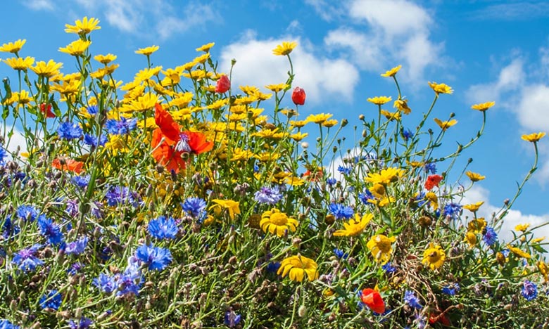 توقعات أحوال الطقس اليوم السبت