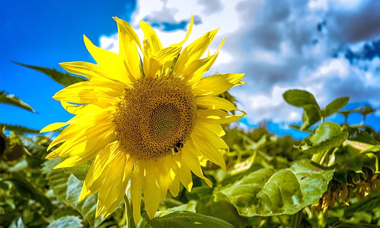 توقعات أحوال الطقس لليوم الاربعاء