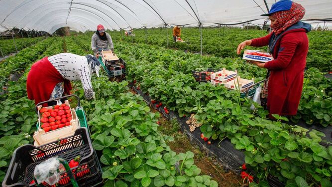 جني الفراولة .. إسبانيا في حاجة إلى 3000 يد عاملة إضافية من المغرب