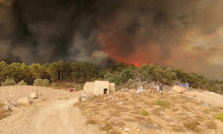 حريق غابة "جبل سوكنا" بشفشاون يلتهم 725 هكتارا والمجهودات متواصلة لإخماده