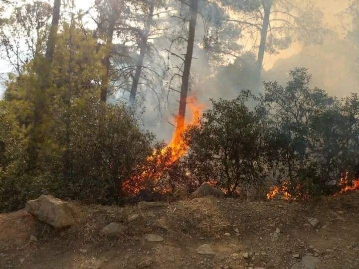 حريق غابوي بإقليم تاونات يلتهم سبعة هكتارات ولا خسائر في الأرواح