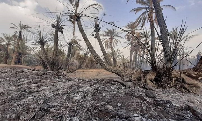 حريق مهول يلتهم أزيد من 5 آلاف نخلة على امتداد 45 هكتارا بحقول واحة درعة