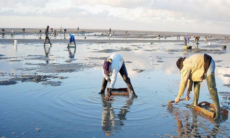 حظر جمع وتسويق الصدفيات على مستوى المنطقة البحرية بأكادير