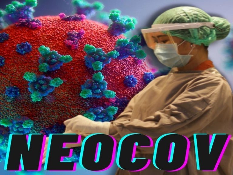 خبراء منظمة الصحة يتابعون اكتشاف فيروس "NeoCoV" التاجي لدى الخفافيش