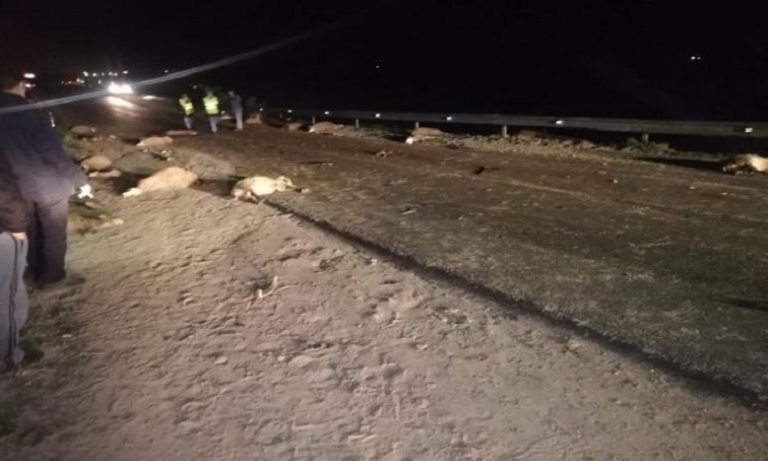 خريبكة: إصابة امرأة ونفوق 30 رأس غنم في حادثة سير