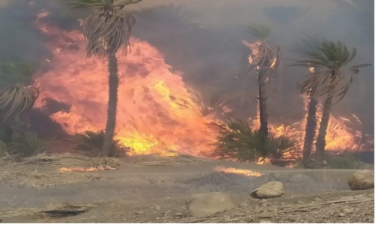 زاكورة: هلاك أزيد من 2500 نخلة في حريقين بجماعتي تمزموط ومزكيطة (صور)