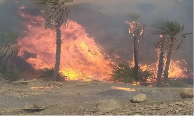 زاكورة: هلاك أزيد من 2500 نخلة في حريقين بجماعتي تمزموط ومزكيطة (صور)