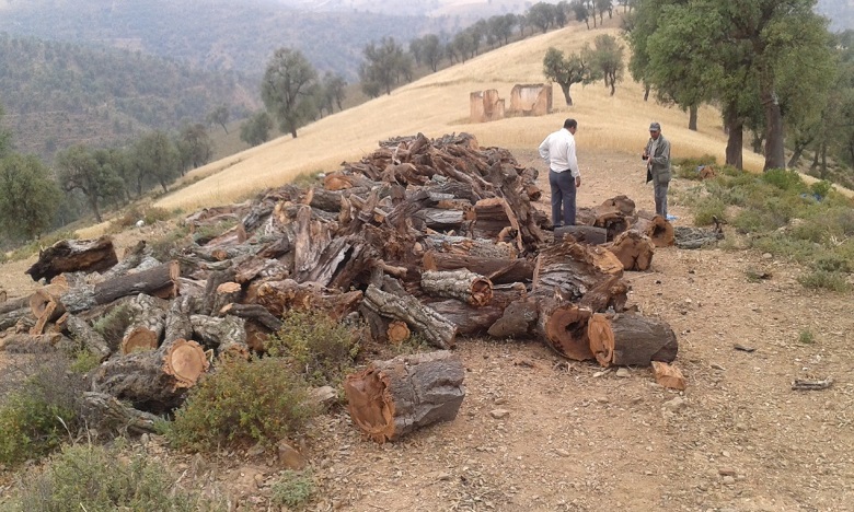 سكان الأطلس يصرفون بين 3500 و4000 درهم من أجل حطب التدفئة