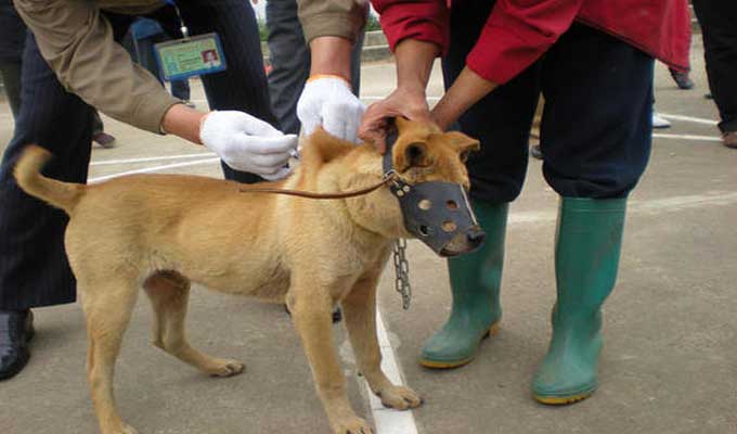 "صحة واحدة - صفر حالة وفاة".. شعار تخليد المغرب لليوم العالمي لداء السعار