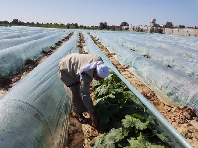 صديقي: حجم الإعانات المقدمة للفلاحين سيصل إلى 3.7 مليار درهم سنة 2022