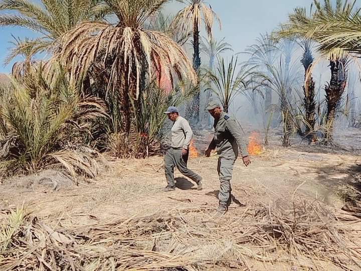 طاطا.. حريق يلتهم أشجار النخيل والرمان بواحة "إمغي" والجهود تتواصل لاحتوائه