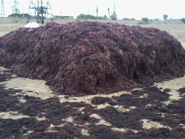 طحالب بحرية: جمع أزيد من 22.500 طن بمنطقة دكالة