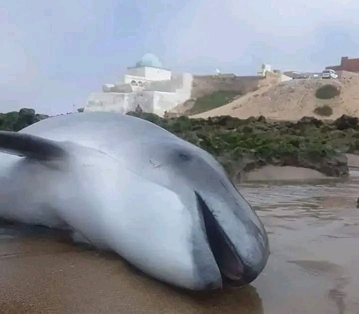 طوله 5 أمتار.. فتح تحقيق إثر نفوق دلفين لفظه شاطئ سيدي وساي باشتوكة آيت باها