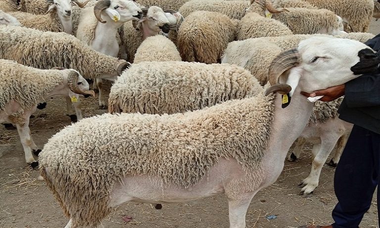 عيد الأضحى 2021.. مجازر الدار البيضاء تعلن توفير خدمة الإيواء وذبح أضحية العيد للساكنة البيضاوية