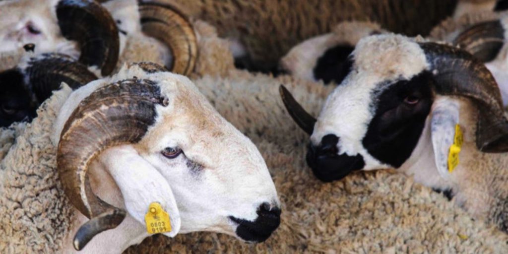 عيد الأضحى .. ترقيم 6.9 مليون رأسا من الأغنام والماعز (صديقي)