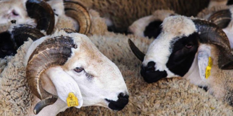 عيد الأضحى .. ترقيم 6.9 مليون رأسا من الأغنام والماعز (صديقي)