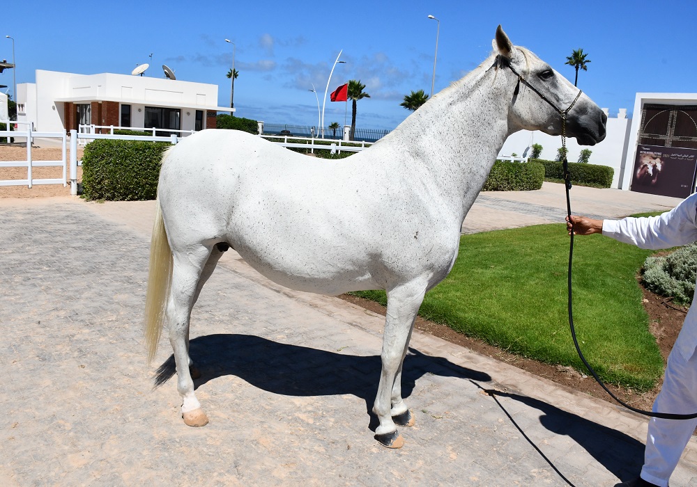 تصوير: حسن سرادني