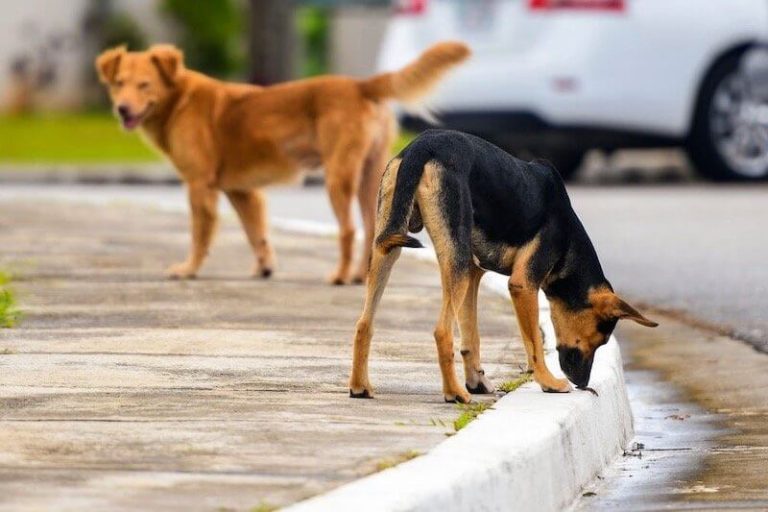 مراكش .. مشروع إحداث مركز للحيوانات الشاردة في طريقه للتنفيذ مقابل 5.5 ملايين درهم
