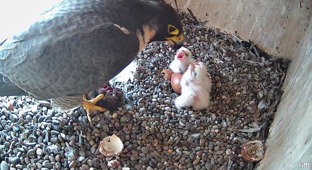 مسجد الحسن الثاني بالدار البيضاء : أول حضنة ناجحة من صقور الشاهين لمكافحة تكاثر الحمام