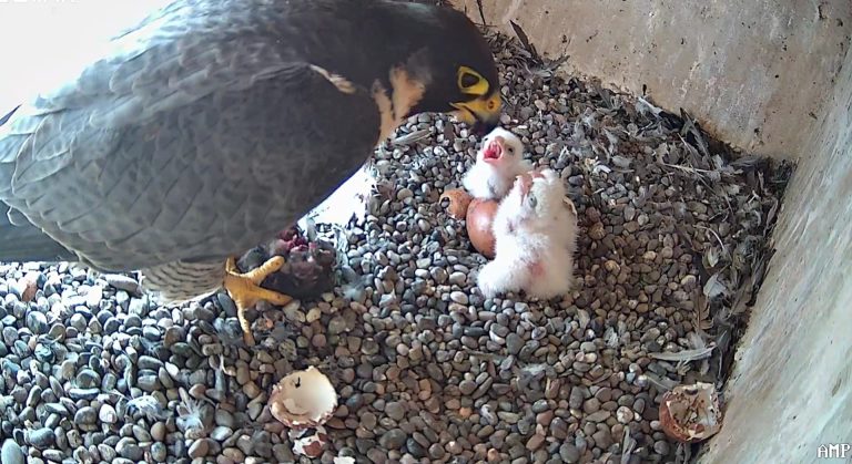 مسجد الحسن الثاني بالدار البيضاء : أول حضنة ناجحة من صقور الشاهين لمكافحة تكاثر الحمام