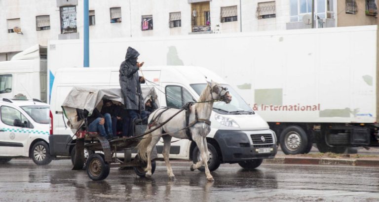 منع تجوال أو رعي المواشي والدواب بالدارالبيضاء يدخل حيز التنفيذ
