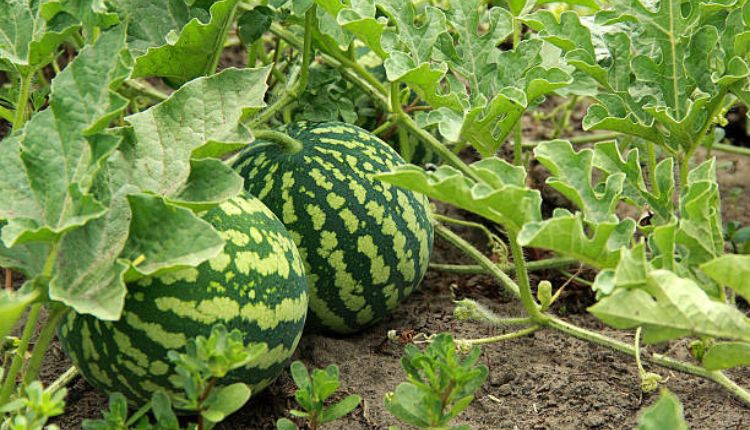 منع زراعة البطيخ بتنغير البطيخ
