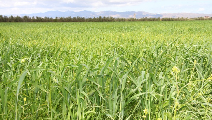 هذه لائحة مبيدات الآفات الزراعية ممنوعة الاستعمال في المجال الفلاحي بالمغرب (أونسا)