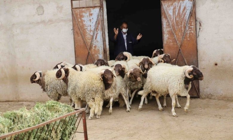 هل يُؤَمن المغرب حاجيات عيد الأضحى من الأغنام دون اللجوء إلى الاستيراد؟ هل يُؤَمن المغرب حاجيات عيد الأضحى من الأغنام دون اللجوء إلى الاستيراد؟