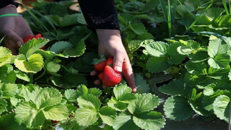 واقعة التسمم بالفراولة تعيد إلى الواجهة خطورة استعمال المبيدات الحشرية في الزراعة