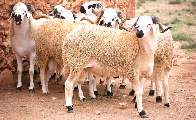 وزارة الفلاحة: القطيع في حالة صحية جيدة