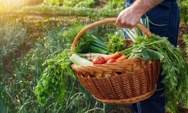 وقع إيجابي للتساقطات المطرية على حالة المزروعات بجهة طنجة (مديرية)