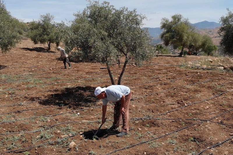 وكالة القنب الهندي تصدر 609 تراخيص