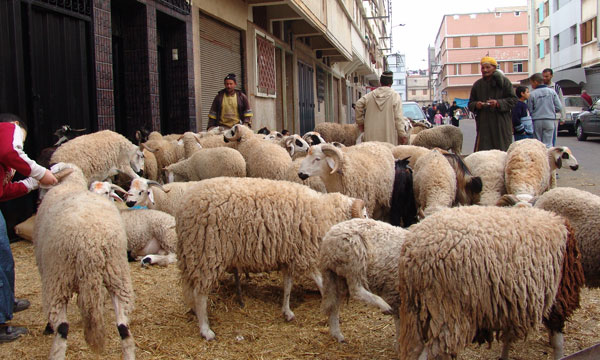 إجراءات صارمة لضمان صحة جيدة للماشية في عيد الأضحى