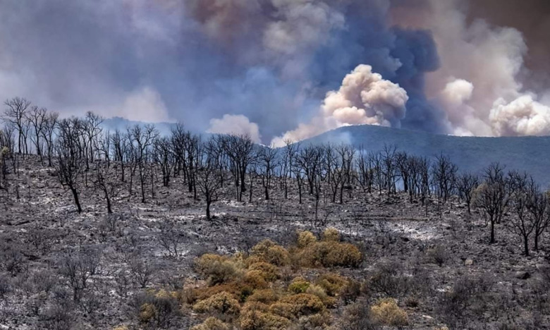 إحداث خلايا لتتبع وتقييم تأثير حرائق الغابات لاتخاذ تدابير مناسبة عاجلة لمواكبة الساكنة