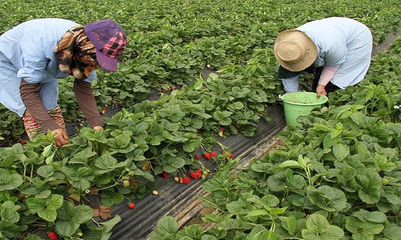 إسبانيا ترغب في تشغيل أزيد من 16 ألف عاملة مغربية بحقول الفراولة والفواكه الحمراء