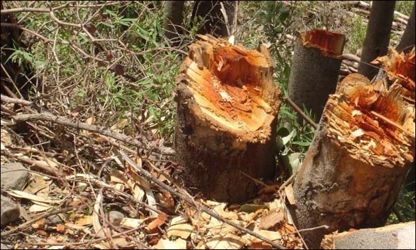 إتلاف أشجار الأرز في المغرب يعرض للمتابعة