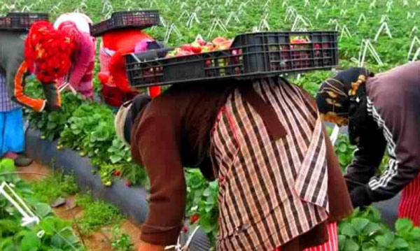 احتجاج مغربيات ضد ظروف الشغل في حقول الفراولة الإسبانية