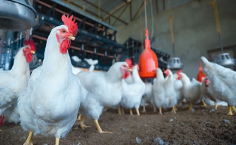 ارتفاع أثمان الدجاج يثير استياء المستهلك