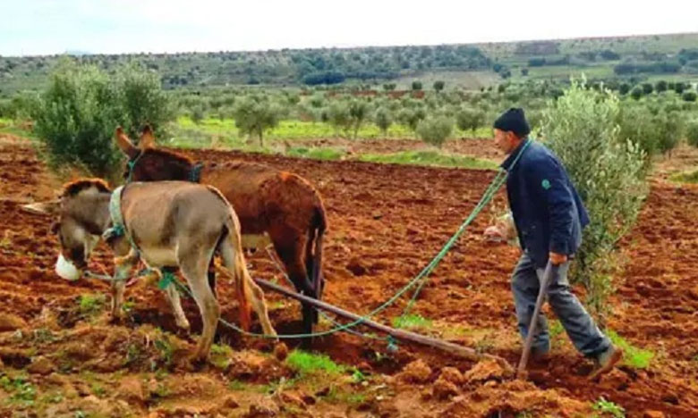 التساقطات المطرية بإقليم آسفي تنعش آمال الفلاحين وتساهم في النمو السليم للمزروعات