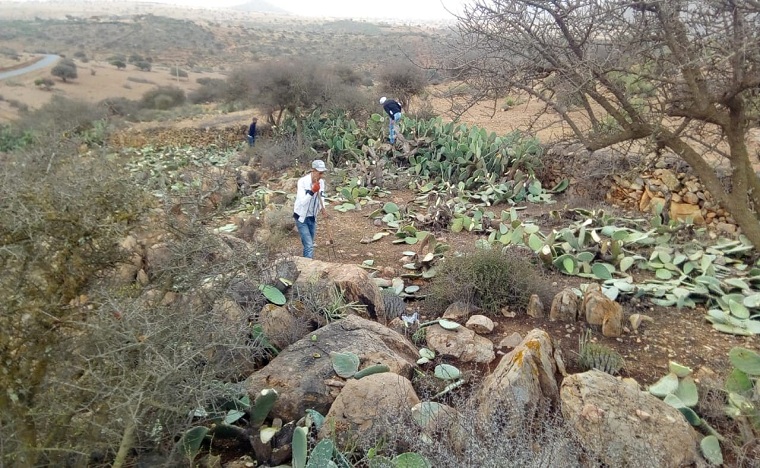 الحشرة القرمزية تغزو حقول الصبار بجماعة تيوغزة بإقليم سيدي إيفني