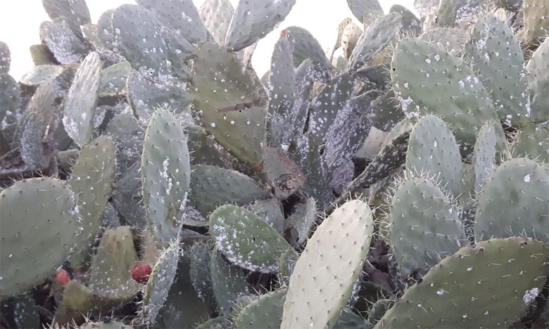 الحشرة القرمزية تفتك بنبات الصبار ولا خوف على مستهلك "الهندية"