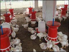 الدجاج يخنق قرية بتارودانت والسلطات تتحرك خارج أوقات العمل وحدة لتربية الدجاج