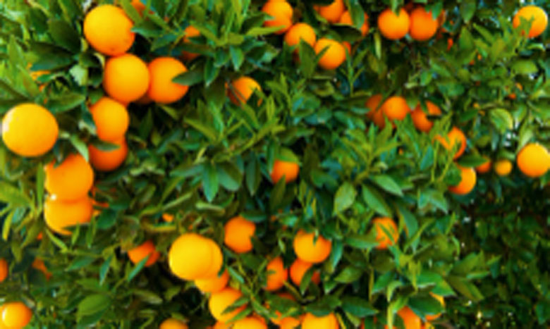 العمال المغاربة ينقدون أزيد من 90 بالمائة من مزارع "ّالكليمانتين" في جزيرة كورسيكا الفرنسية