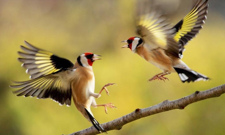 الفقيه بنصالح: إحباط عملية تهريب 720 طائر من نوع الحسون