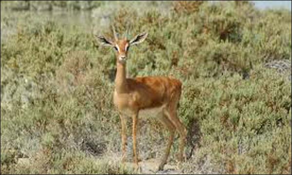 القنص.. ممارسة الهواية دون تدمير المنظومات الإيكولوجية