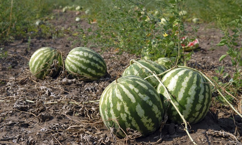 بركة: الحكومة منعت زراعة "الدلاح" في طاطا وستفرض غرامة على كل مفرط في استعمال الماء