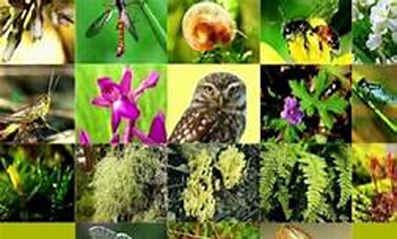 تنظيم ندوة افتراضية للتذكير بضرورة حماية التنوع البيولوجي لحاضر ومستقبل أكثر استدامة