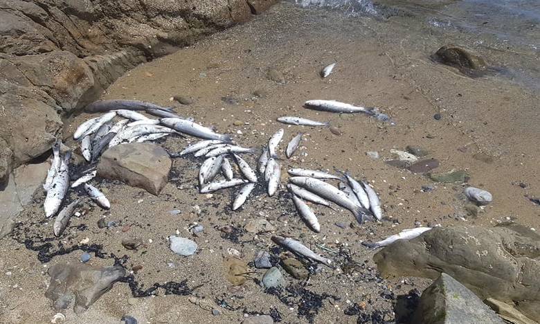 جمعيات بيئية تطالب بإجراء بحث في نفوق الأسماك بسواحل الفنيدق