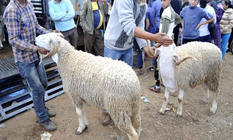 جهة الدار البيضاء سطات: توفير مليون و450 ألف رأس من الأضاحي والعرض يفوق الطلب